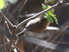Phylloscopus sindianus