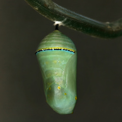 Danaus gilippus