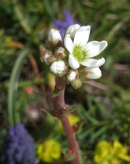 Saxifraga