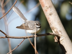 Rhipidura albiscapa