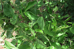 Vangueria