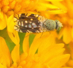Euaresta bellula