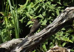 Molothrus bonariensis