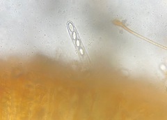 Melastiza cornubiensis