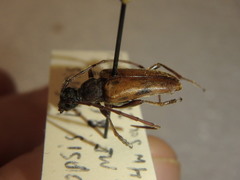 Lepturopsis biforis