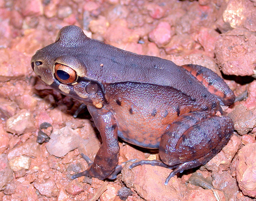 San Jose White-Lipped Frog
