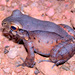 San Jose White-lipped Frog - Photo (c) Lupoli Roland, some rights reserved (CC BY-NC), uploaded by Lupoli Roland