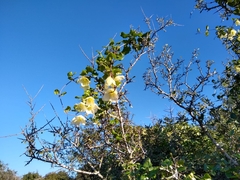 Clematis cirrhosa