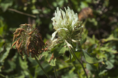 Trifolium canescens