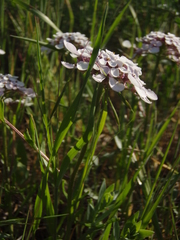 Iberis simplex