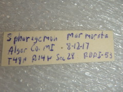 Spharagemon marmorata