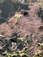 Azolla caroliniana