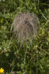 Pulsatilla aurea