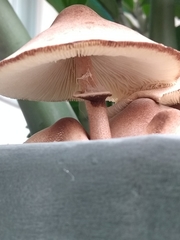 Leucoagaricus