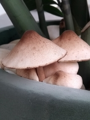 Leucoagaricus