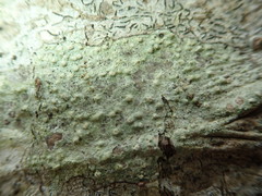 Pertusaria leioplaca