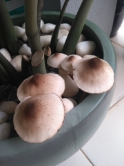 Leucoagaricus