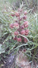 Pachycarpus dealbatus