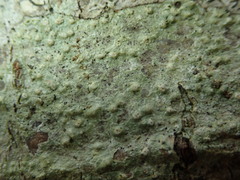 Pertusaria leioplaca
