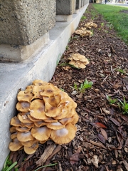 Armillaria mellea