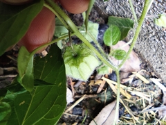 Physalis pubescens