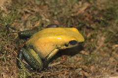 Phyllobates bicolor