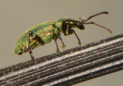 Phyllobius intrusus