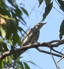 Edolisoma tenuirostre