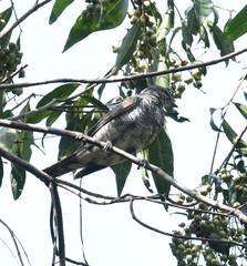 Edolisoma tenuirostre