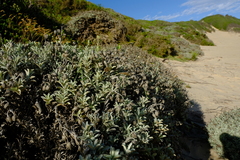 Achyranthemum argenteum