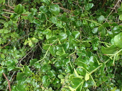 Carissa bispinosa