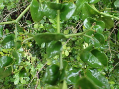 Carissa bispinosa
