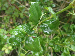 Carissa bispinosa