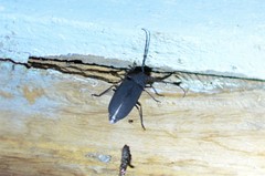 Pixodarus nyassae