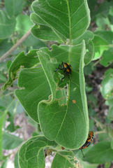 Vangueria