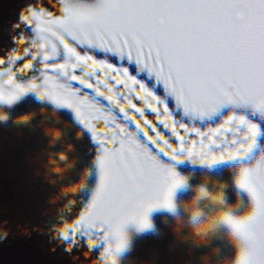 Chaetonotus