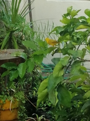 Setophaga petechia