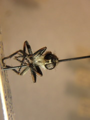 Machimus notatus