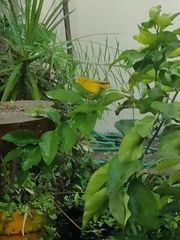 Setophaga petechia