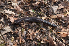 Plethodon dorsalis