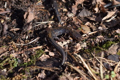 Plethodon dorsalis