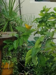 Setophaga petechia
