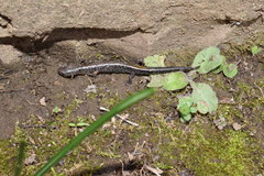 Plethodon dorsalis