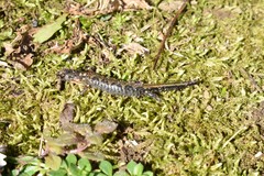 Plethodon dorsalis