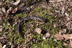 Plethodon dorsalis