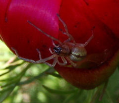 Cheiracanthium erraticum