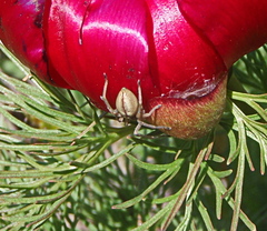 Cheiracanthium erraticum