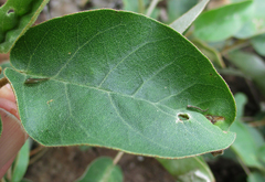 Vangueria