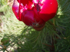 Cheiracanthium erraticum