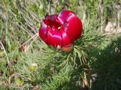 Cheiracanthium erraticum